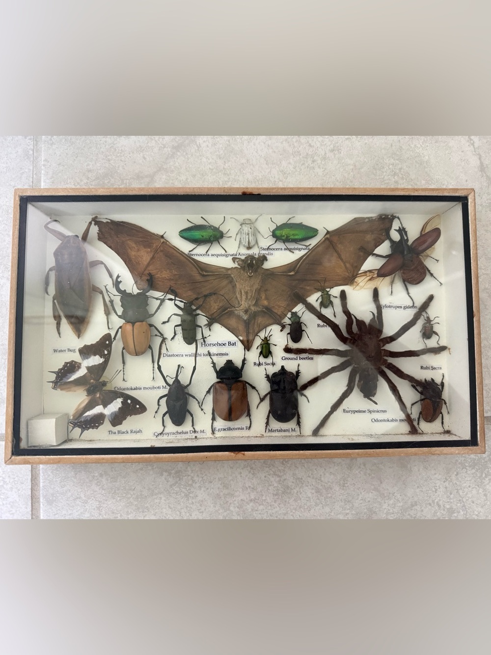 Framed Entomology & Taxidermy Display